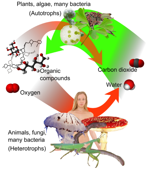 Autotroph & Heterotroph Illustration