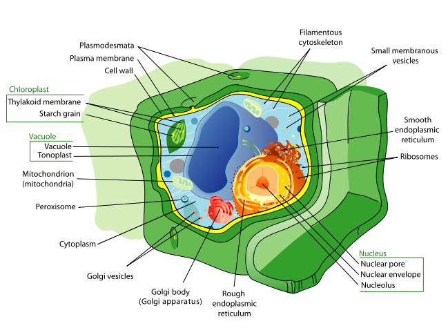 Labeled illustration of plant cell.