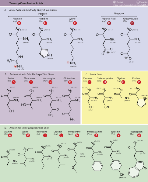 Chemical structure of 21 amino acids.