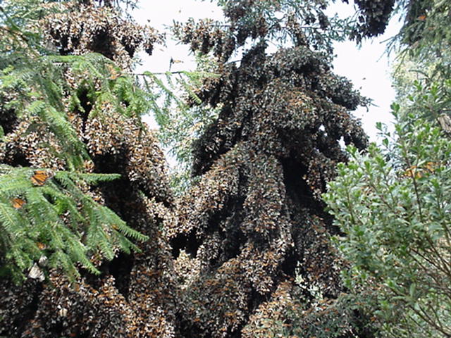 Overwintering monarch butterflies in the Monarch Butterfly Biosphere Reserve outside of Angangueo, Mexico. The tree on the right side of this photo is completely covered in butterflies.