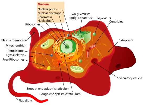 Labeled Animal Cell