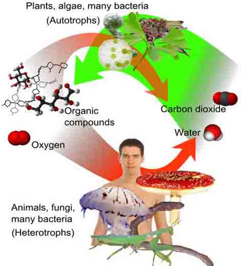 Aerobic Cellular Respiration, by Mikael Häggström