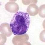 Basophil Granulocyte White Blood Cell