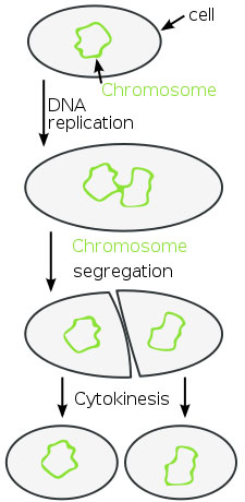 Illustration of Binary Fission