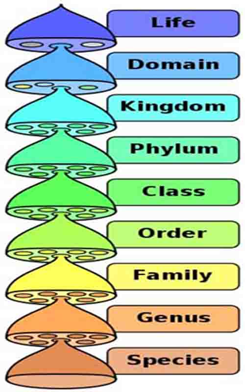 Biological Classification Graphic