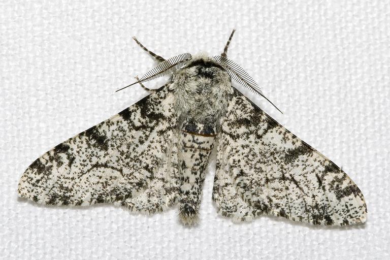 Biston betularia f. typica, the white-bodied peppered moth.