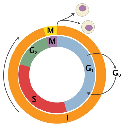 Cell Division: The Cell Cycle