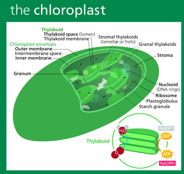Labeled illustration of chloroplast