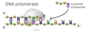 Triphosphate Nucleotide Being Added to DNA During Replication