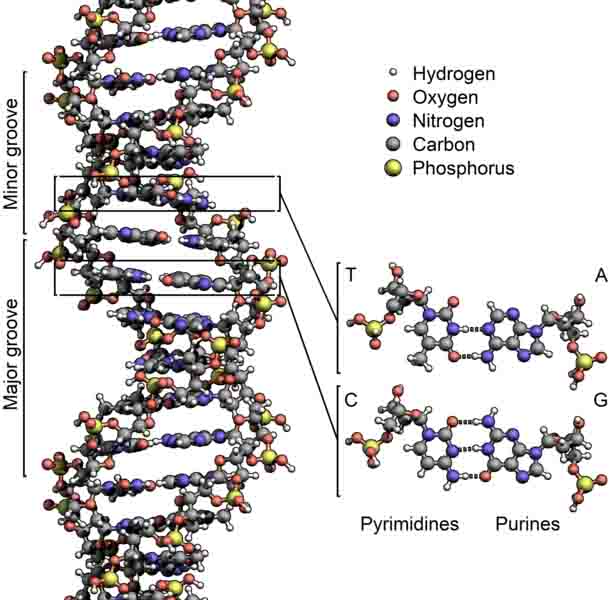 DNA_Structure_Key_Labelled.jpg