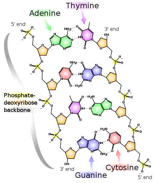 Chemical Structure of DNA