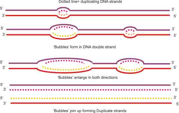 Illustration of Eukaryotic DNA Replication Bubbles