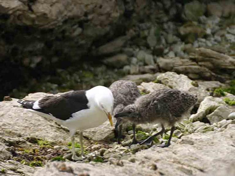 FAP of Gull Chick Pecking Red Spot on Partents Beak to Trigger Regurgitation by Brian Gratwicke