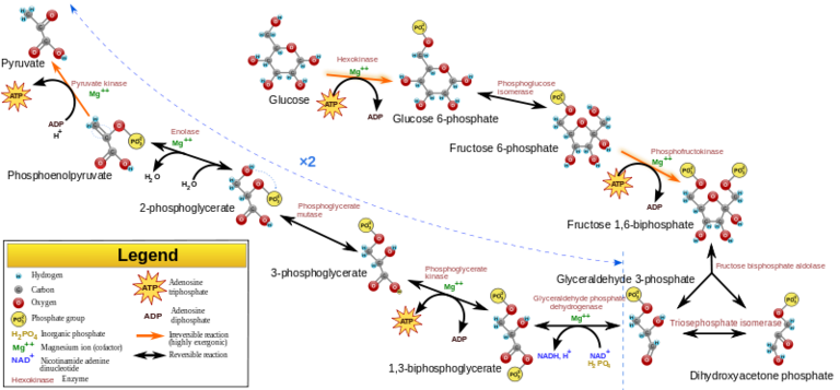 Diagram of Glycolysis