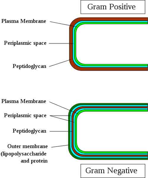 Labeled illustration of Gram-positive and Gram-negative bacterial cell wall.
