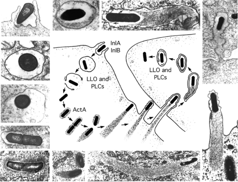 Stages in the intracellular life-cycle of Listeria monocytogene.