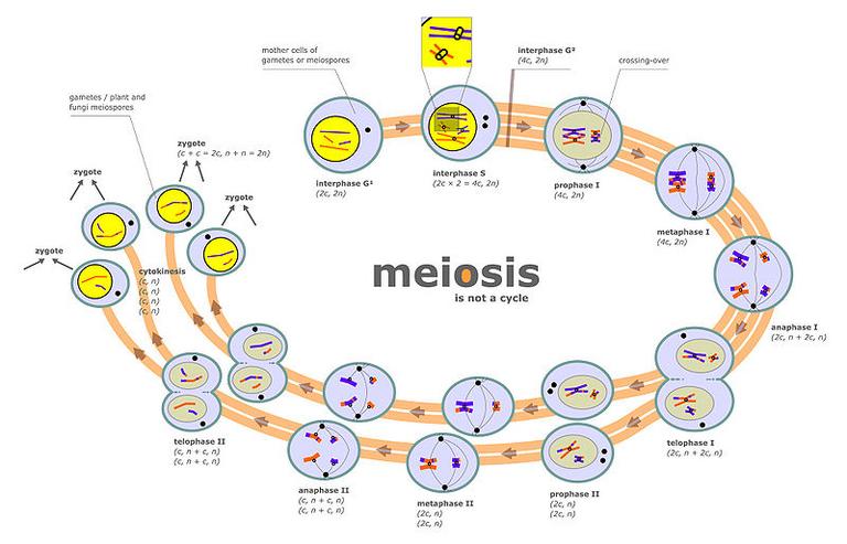 Diagram of Meiosis