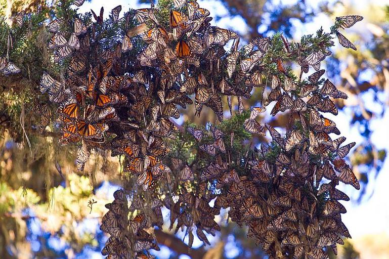 Monarch butterflies of the western US population wintering in the Monarch Grove Sanctuary in Pacific Grove, California. 