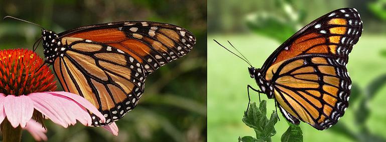 Left: Monarch butterfly (Danaus plexippus); Right: Viceroy butterfly (Limenitis archippus). These two species exhibit Müllerian mimicry. The viceroy is similar in color and pattern, but is smaller, and has an extra black stripe across the hind wing.