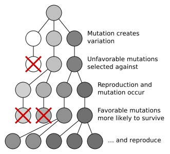 In This Diagram Mutations With Natural Selection Result in a Population Darker In Color
