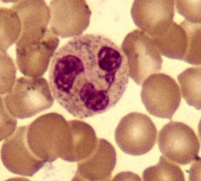 Neutrophil Granulocyte White Blood Cell