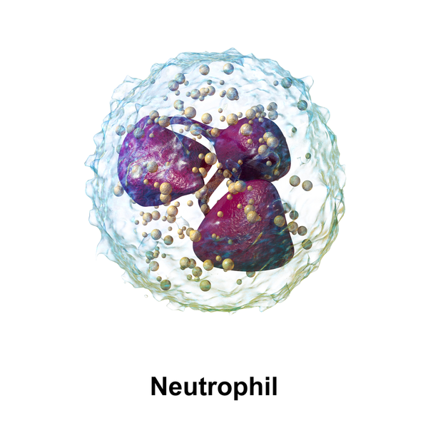 Neutrophil leukocyte illustration