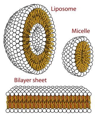 Cross sections of the different structures that phospholipids can take in a aqueous solution.  ​ Circles are the hydrophilic heads and wavy lines are the fatty acid tails.