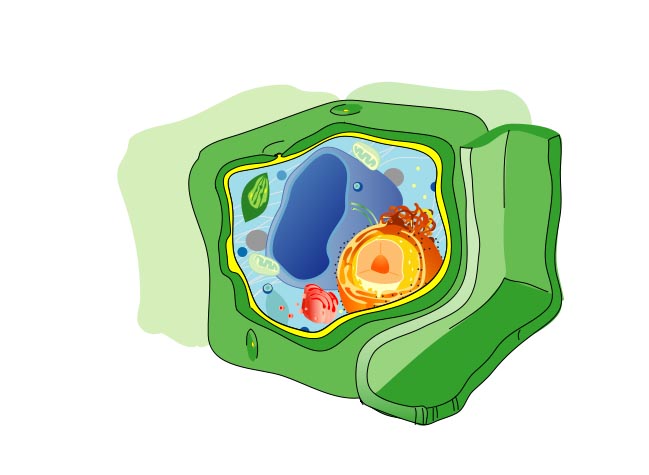 Drawing of a Plant Cell