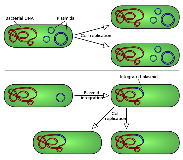 Bacterial plasmid replication through cell division and integration.