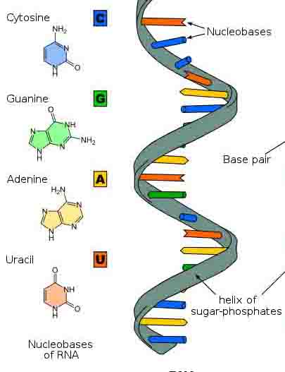 Rubonucleic Acid (RNA) Diagram