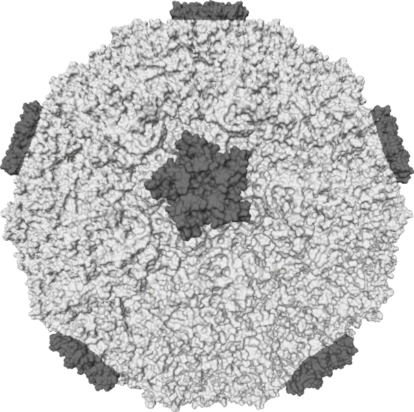 Rhinovirus: One of the many viruses that cause symptoms of the common cold