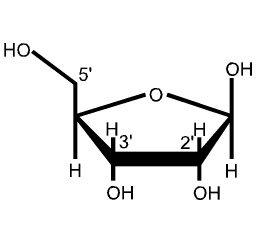 Ribose Structure