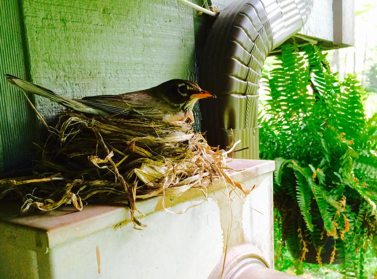 American robin female brooding nest.