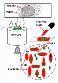 Endospore Stain Illustration