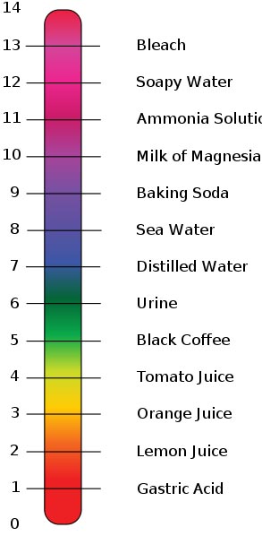 pH Scale Graphic by Edward Stevens