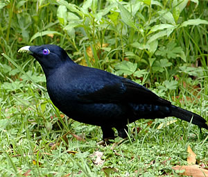 Male Satin Bowerbird, Brett Donald