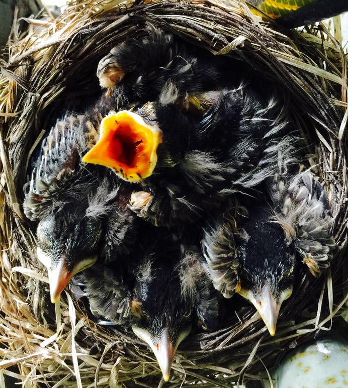 American Robin Nestling Chick Development Photos Of Baby Robins From American Robin Nestling Chick Development Photos Of Baby Robins From