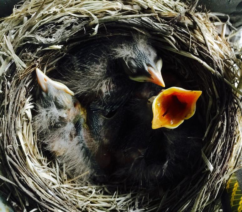 American Robin Nestling Chick Development Photos Of Baby Robins From American Robin Nestling Chick Development Photos Of Baby Robins From