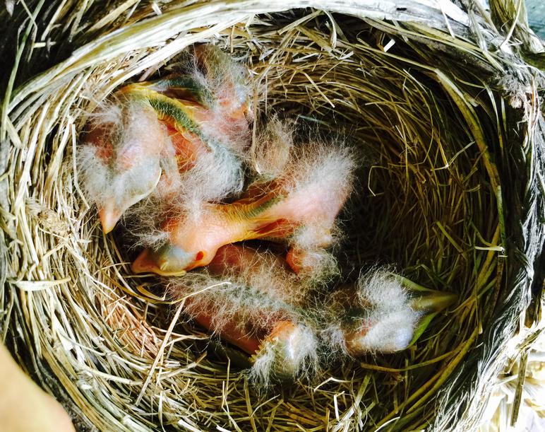 American Robin Nestling Chick Development Photos Of Baby Robins From American Robin Nestling Chick Development Photos Of Baby Robins From