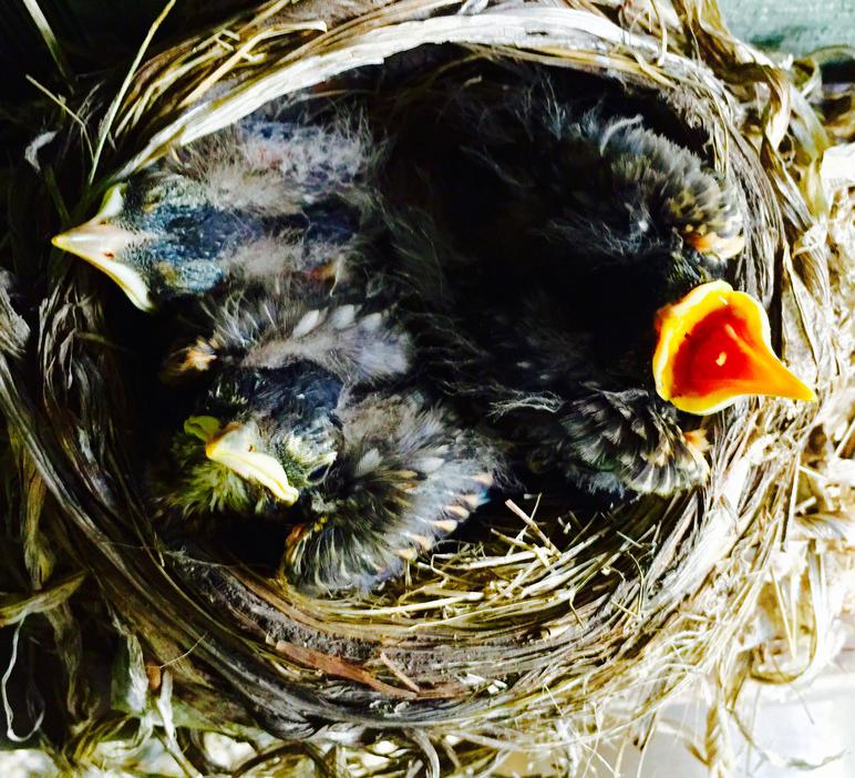 American Robin Nestling Chick Development Photos Of Baby Robins From American Robin Nestling Chick Development Photos Of Baby Robins From
