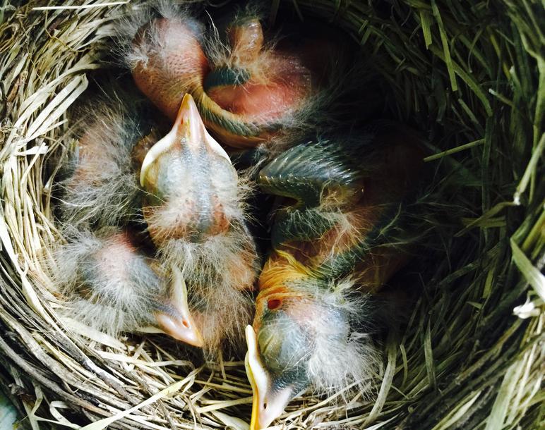 American Robin Nestling Chick Development Photos Of Baby Robins From American Robin Nestling Chick Development Photos Of Baby Robins From
