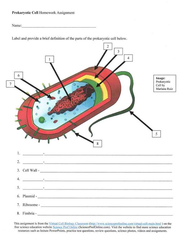 Prokaryotic Cell Diagram Homework Assignment