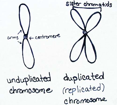 Drawing of a condensed, unduplicated chromosome, and a condensed, duplicated chromosomes, showing sister chromatids. 