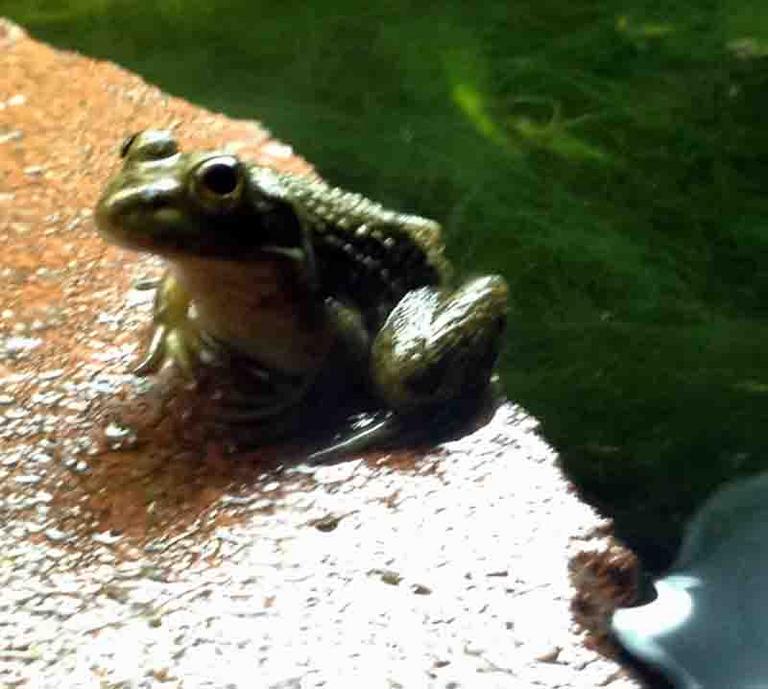 Bullfrog froglet sitting on wet brick in aquarium, above the water line.