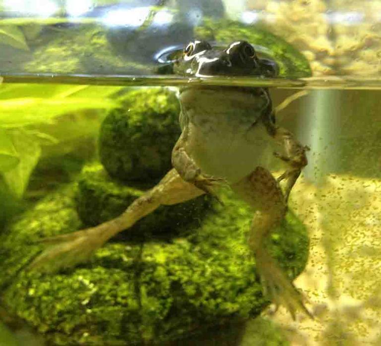Small Bullfrog Shortly After Completing Metamorphosis