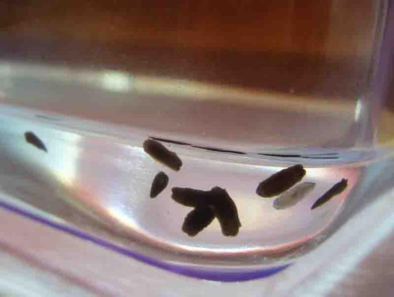 Planaria Like To Rest In the Corner of  the Tank, Where They Bunch Up into Little Blobs