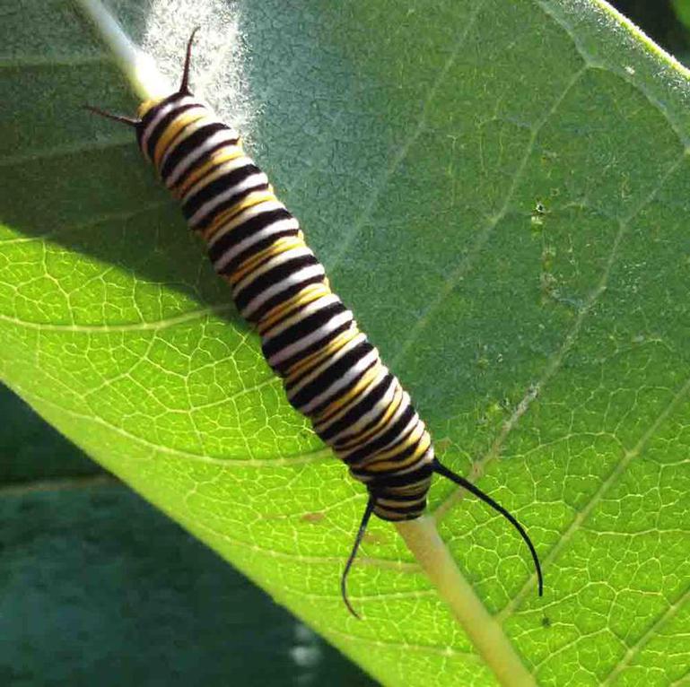 Moarch Larvae - Black White & Yellow Striped Caterpillar