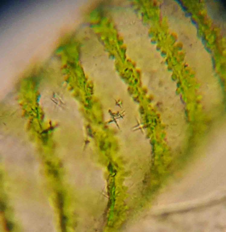 Spriogyra filamentous green algae, order Zygnematales from pond life.