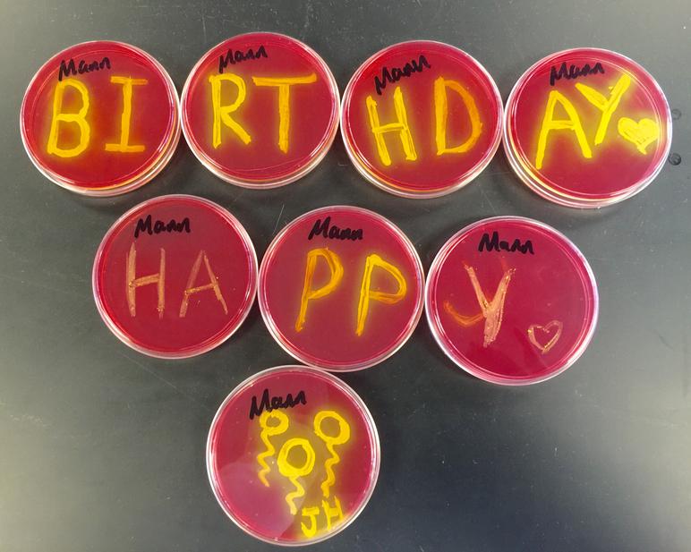 How Microbiologists Wish Each Other Happy Birthday! ​  Staph aureus on Mannitol Salt Agar