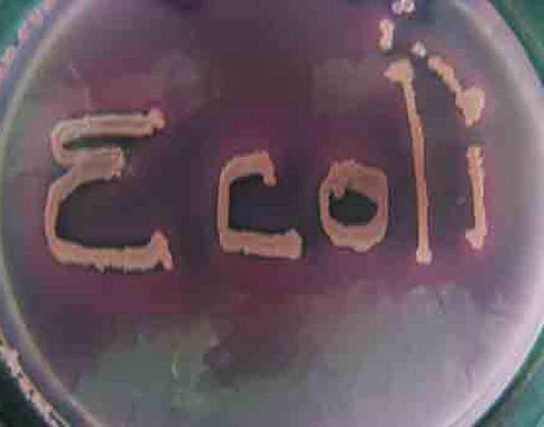 E. coli Bacteria Written and Growing on MacConkey's Agar.